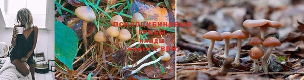спайс Алексеевка